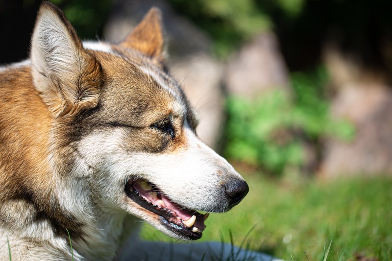 can-you-go-to-jail-if-your-dog-bites-someone