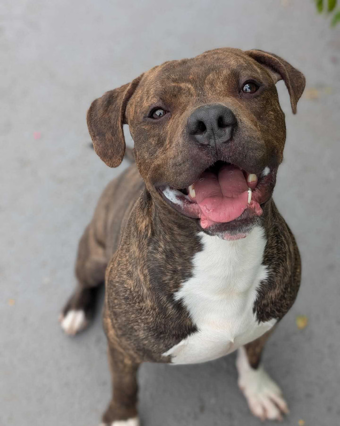 helping-flood-devasted-animal-1