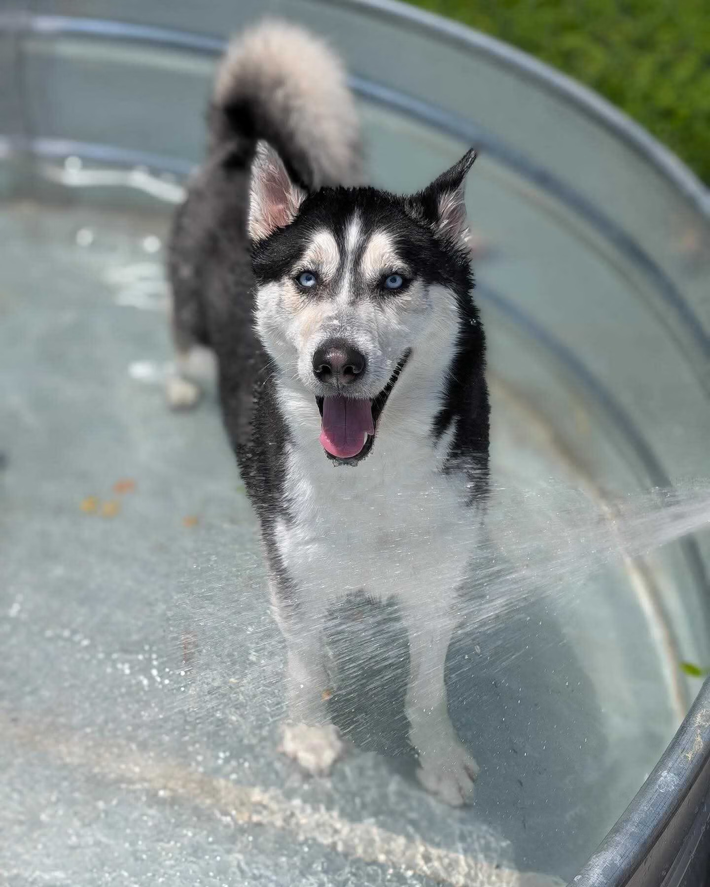 helping-flood-devasted-animal-2