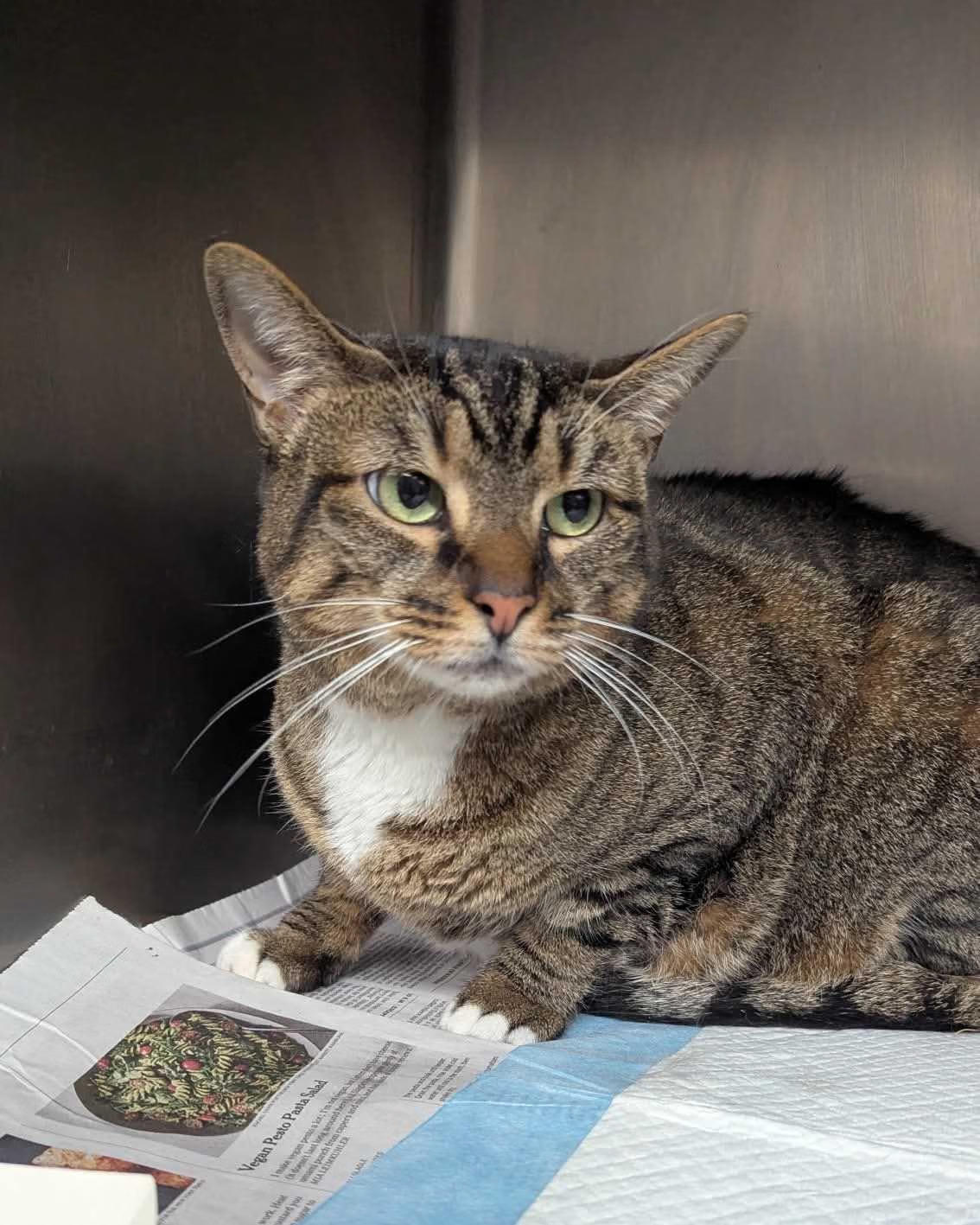 helping-flood-devasted-animal-3