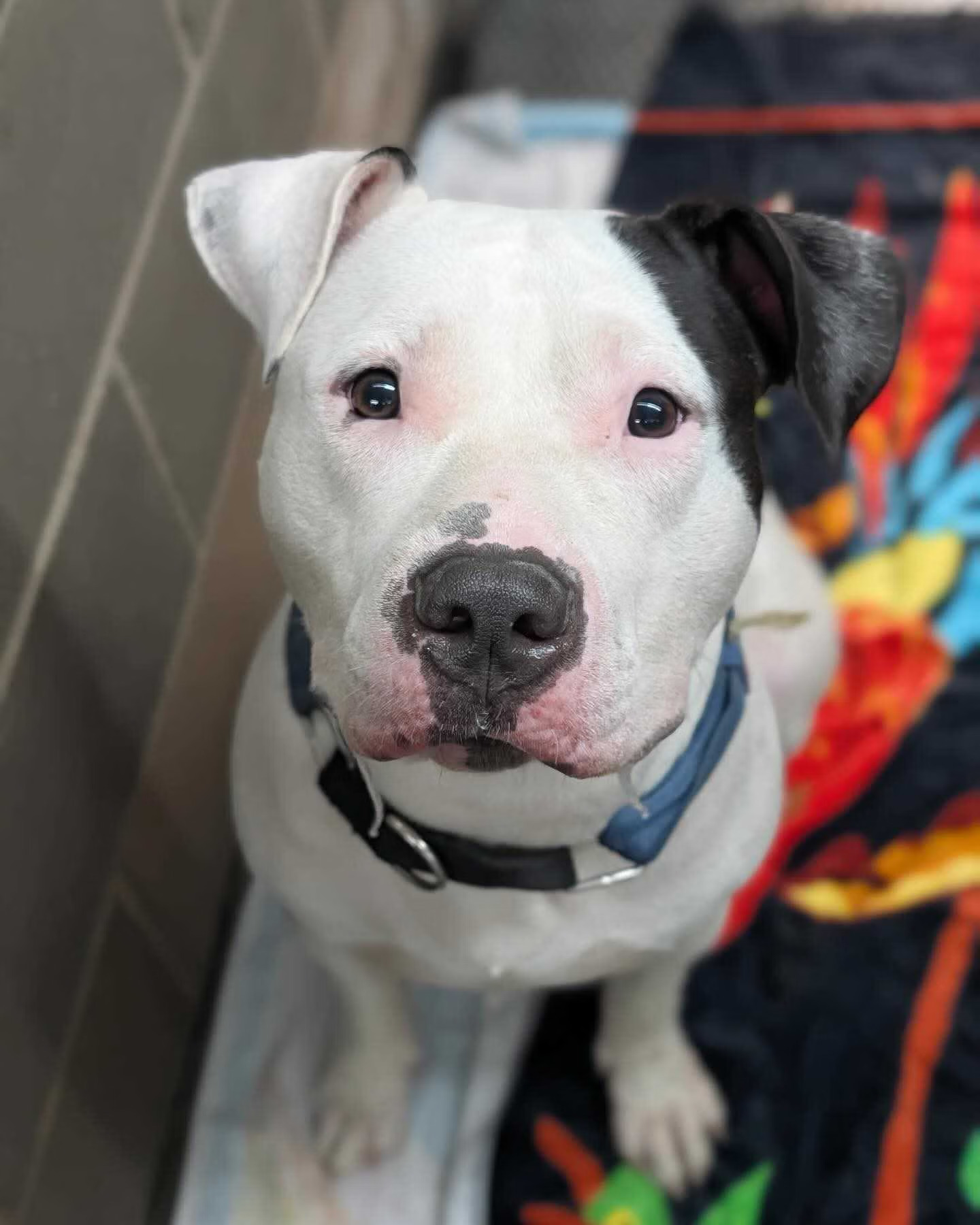 helping-flood-devasted-animal-4