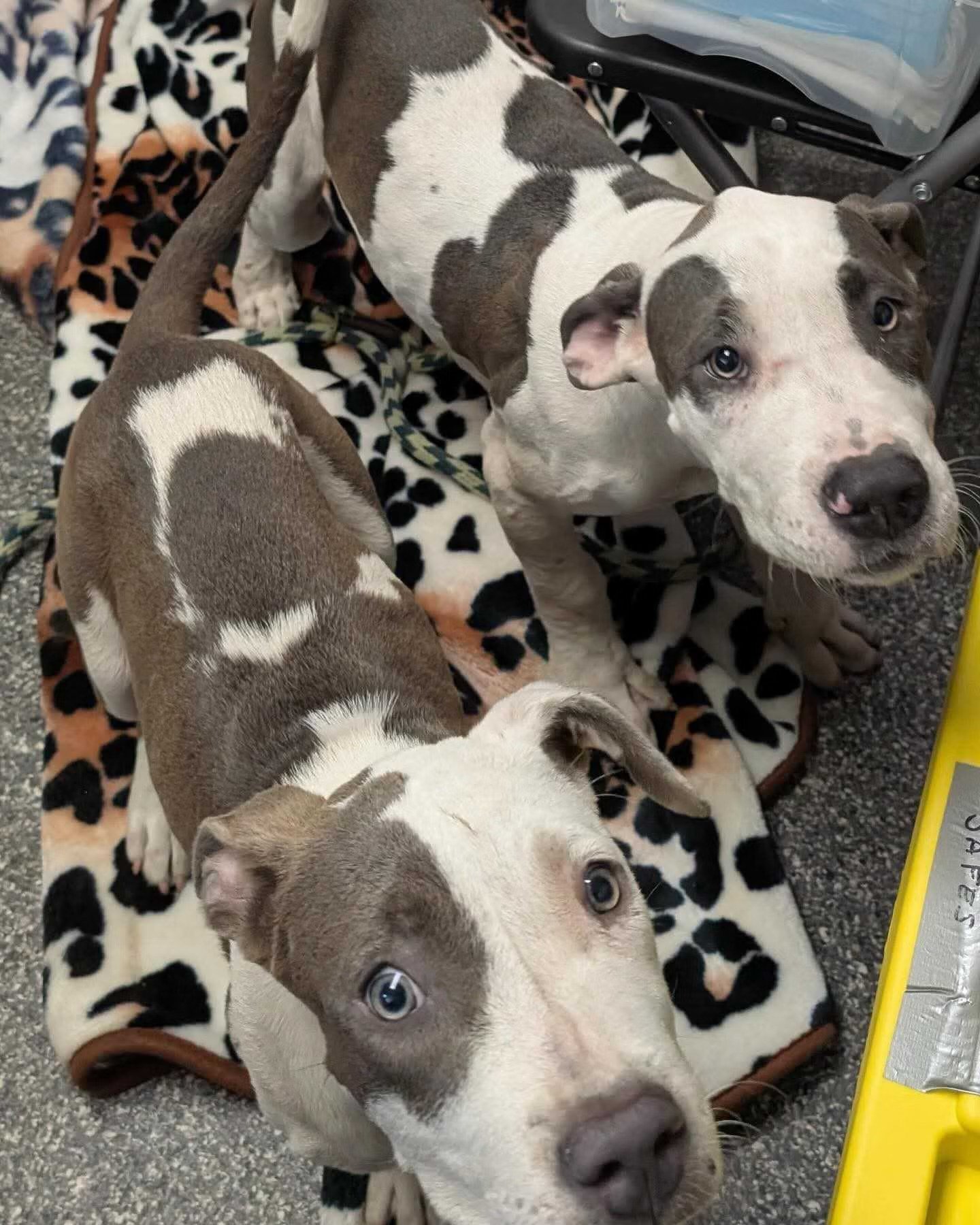 helping-flood-devasted-animal-5