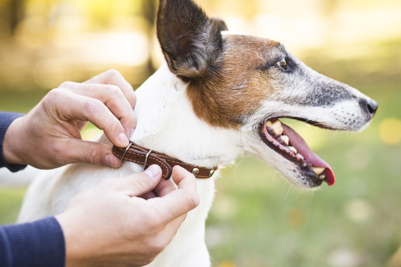what-to-do-if-your-child-is-bitten-by-a-family-dog